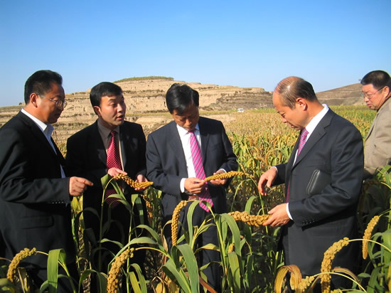 姚宏县长率队视察我县小米种植基地